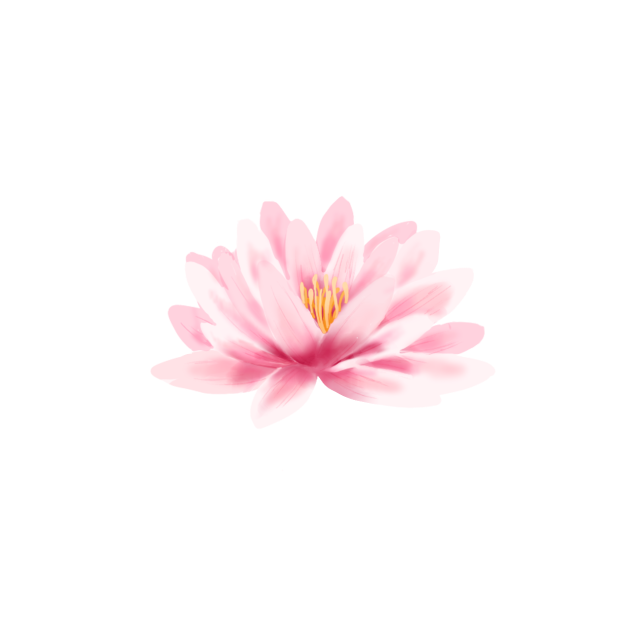 睡蓮