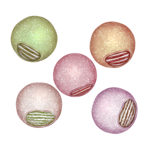 Mochi