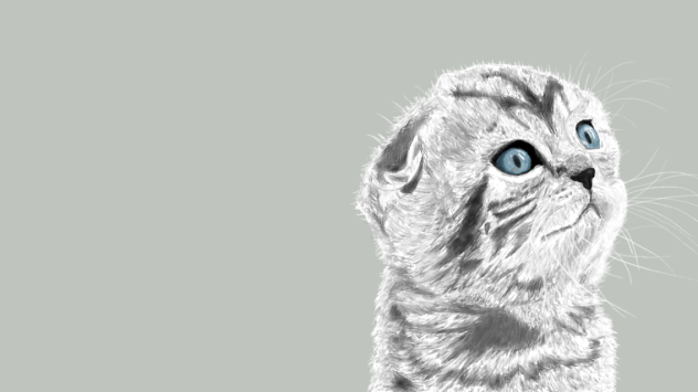 スコティッシュホールド のイラスト Ibispaint