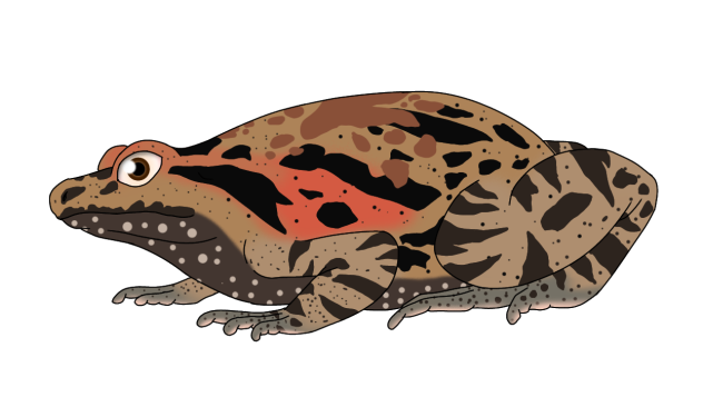 Hula Painted Frog Remodeled
