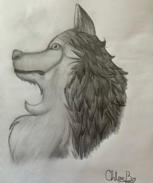 Wolf Drawing!