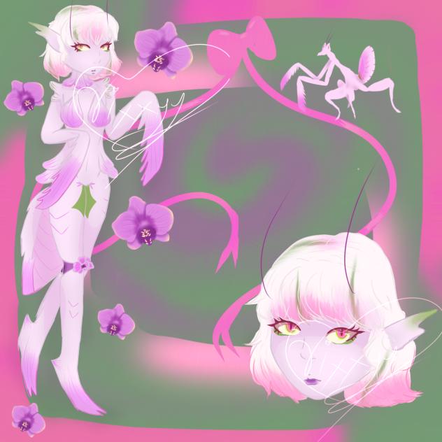Orchid mantis