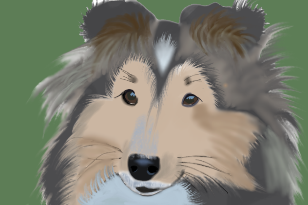 Шелти - ibisPaint