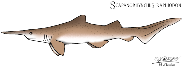 Scapanorhynchus raphiodon