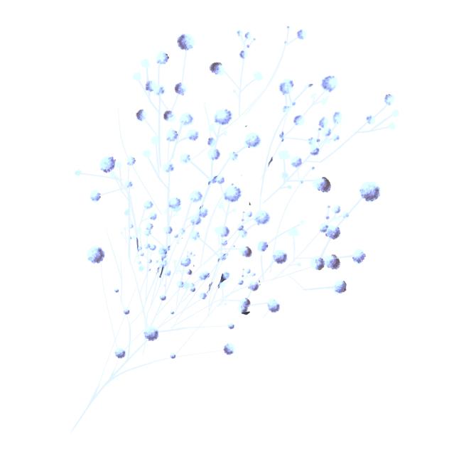 Gypsophila 2