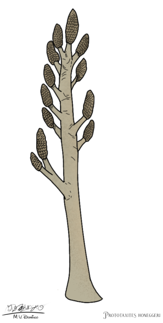 Prototaxites honeggeri