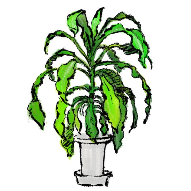 ドラセナ 観葉植物🪴2