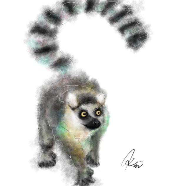 ワオキツネザル　Ring-tailed Lemur