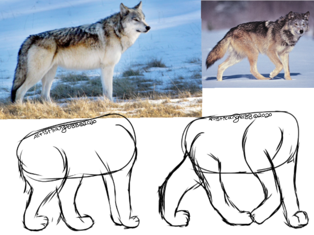 Canine Leg And Paw Art Studies - Speedpa