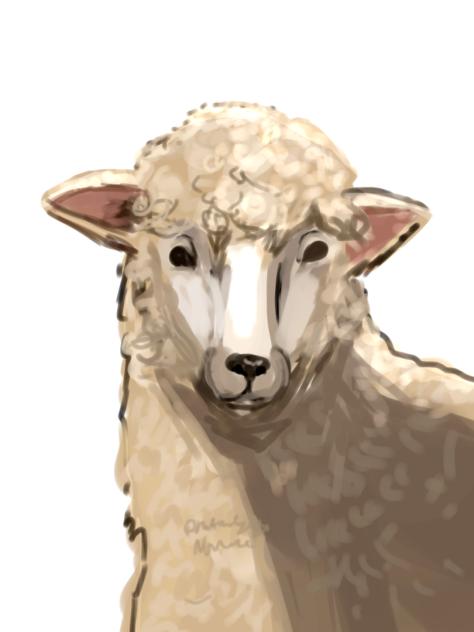 Sheep