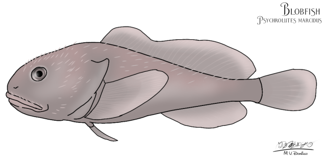 Blobfish