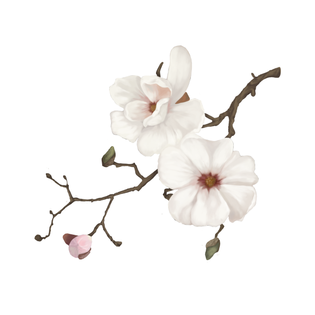 Magnolia flower