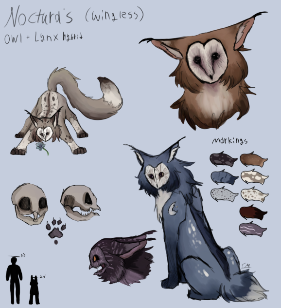 Nocturas