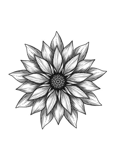 chrysanthemum