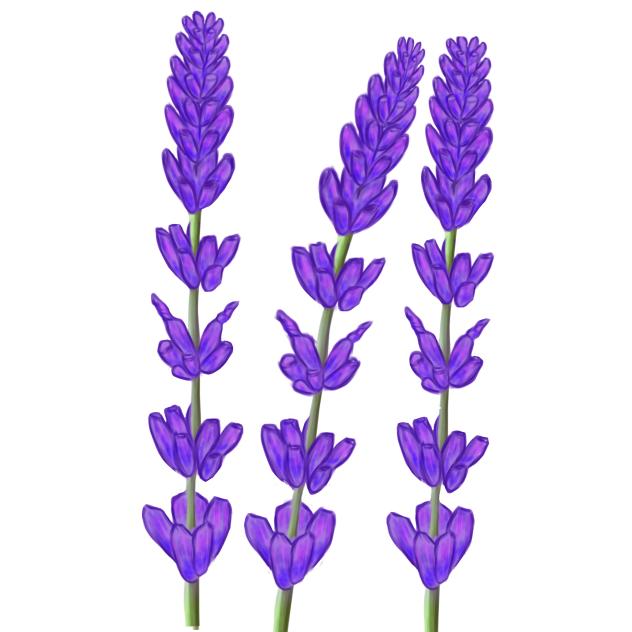 Lavender