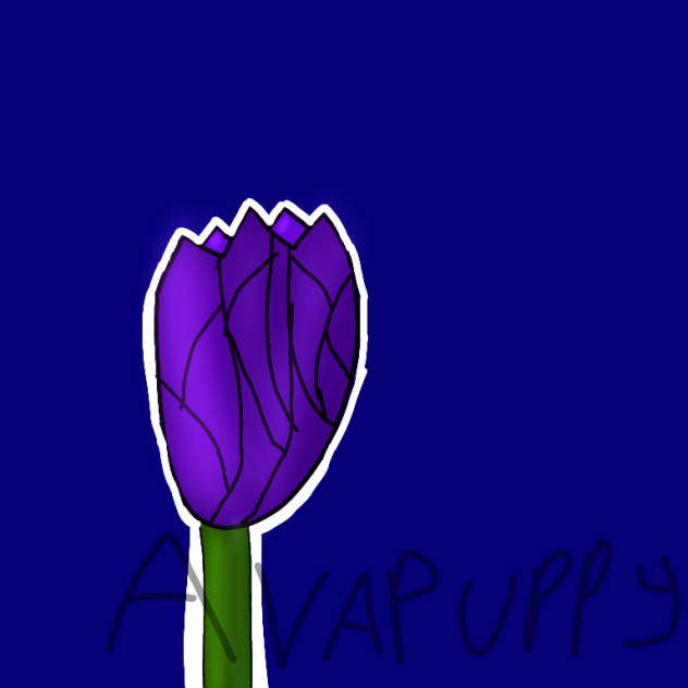 Tulip 🌷