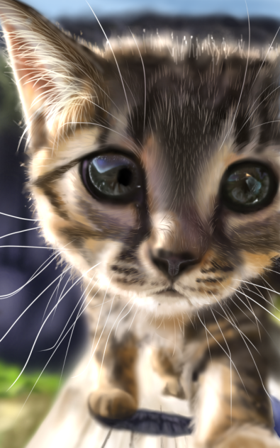 子猫のお散歩