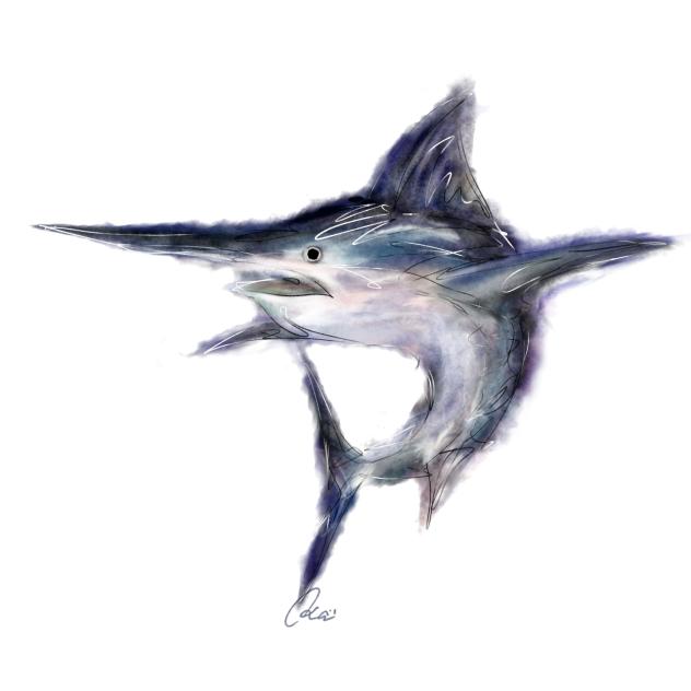 クロカジキ　Blue Marlin