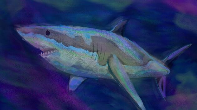 one layer great white shark