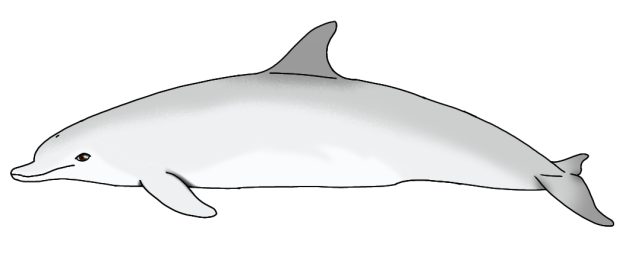 Horatian Dolphin (2023)2