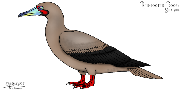 Red-footed Booby brown