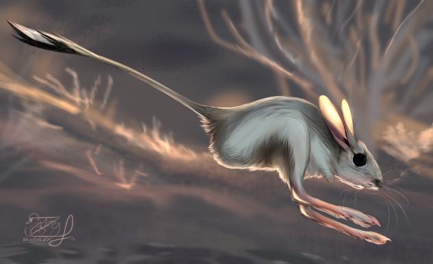 Jerboa