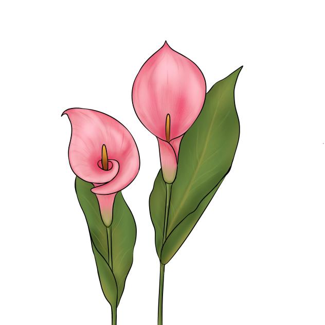Calla lily flower