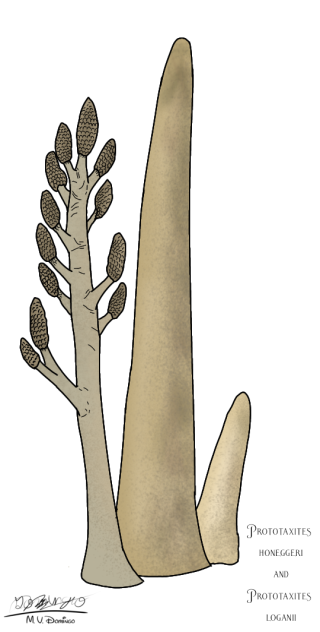 Prototaxites Two Species