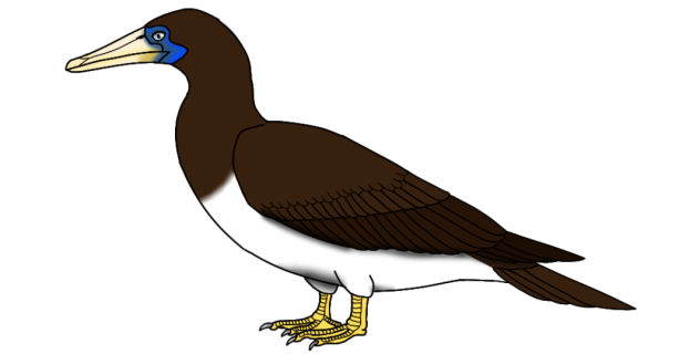 Brown Booby render