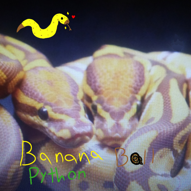Banana Ball Python ibisPaint