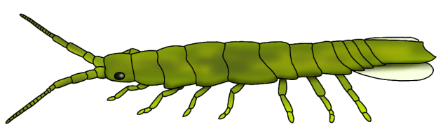 Eelgrass Isopod render