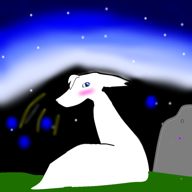 Fox under stars
