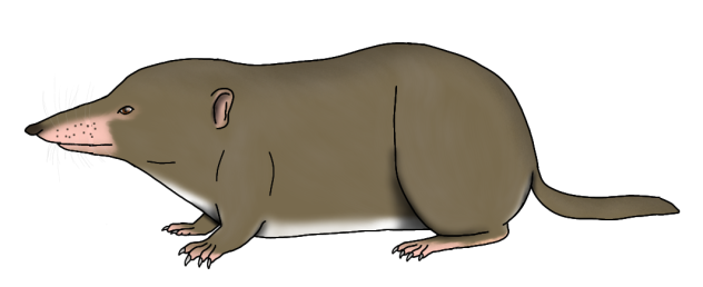 Ciara's Short-tail Shrew render