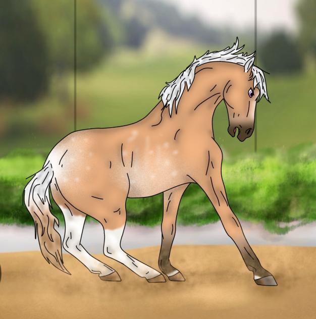 bingo thinking she’s a wild horse again!