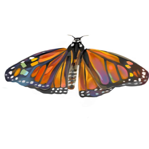 Butterfly - ibisPaint