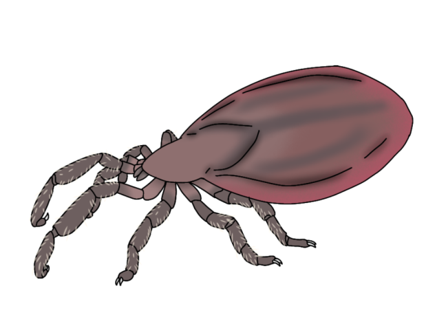 Coral Faultstriker2