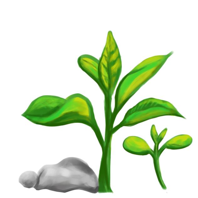 Seedlings