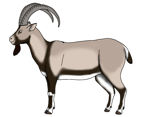 Turkmen Wild Goat render