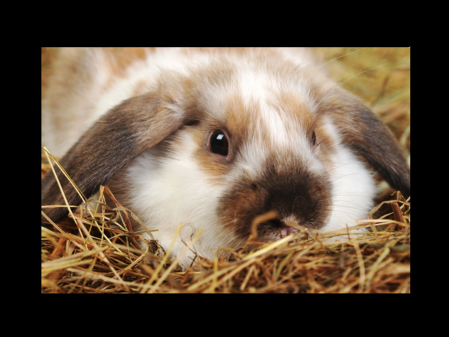 Bunny 8