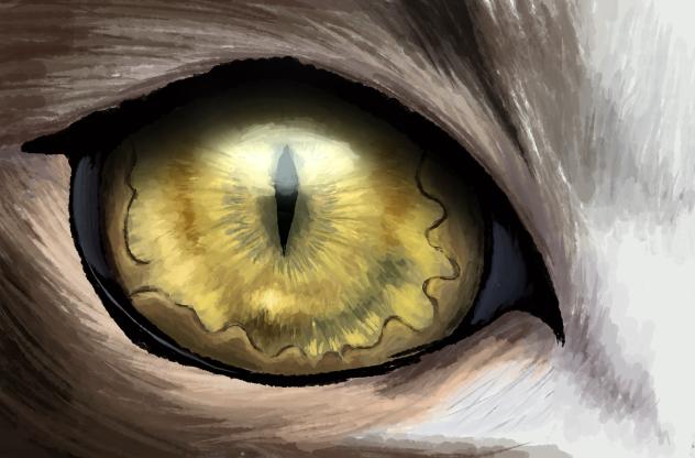 cat eyes