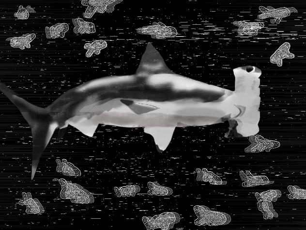 greyscale hammerhead shark