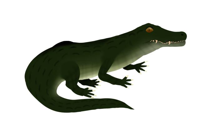✨　Aligator    ✨