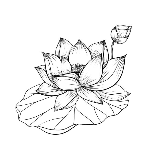 Lotus stamp🪷