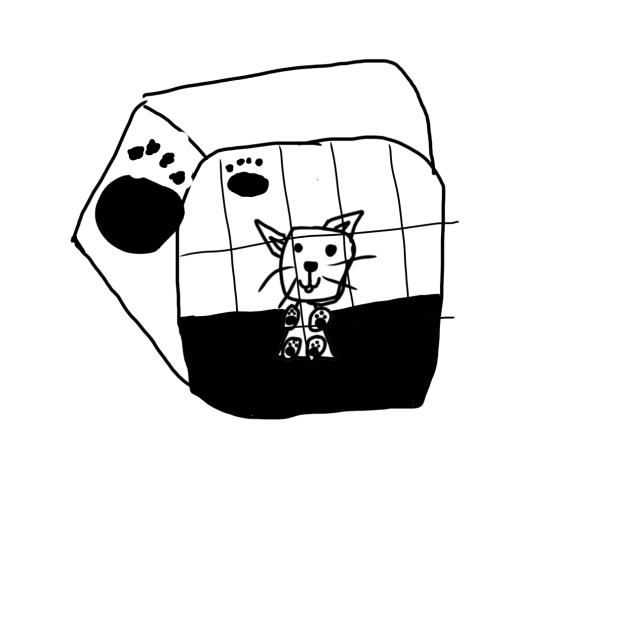 The cat