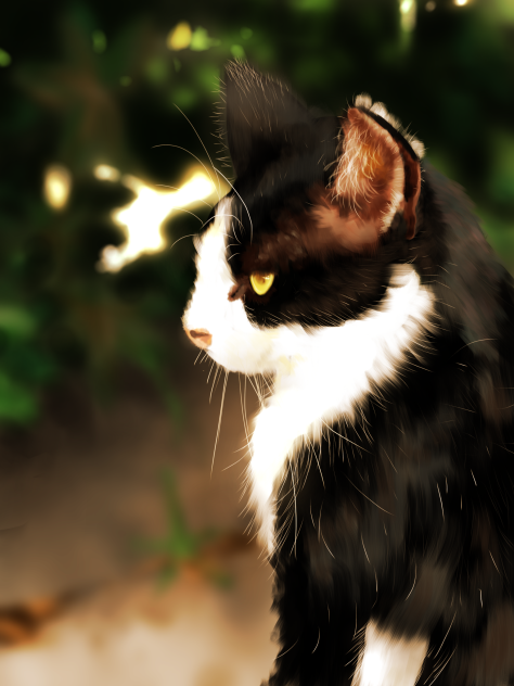 猫の細道