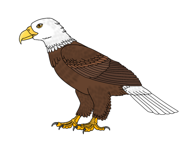 Bald Eagle2