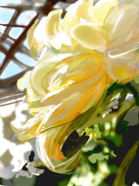 菊