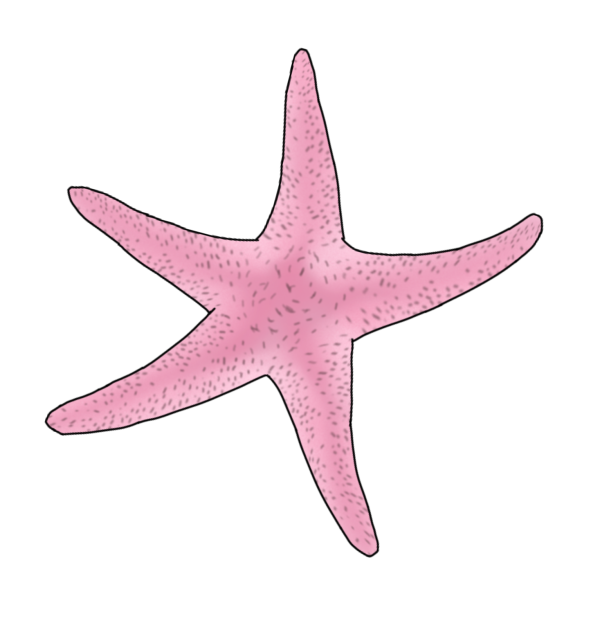 Pink Starfish