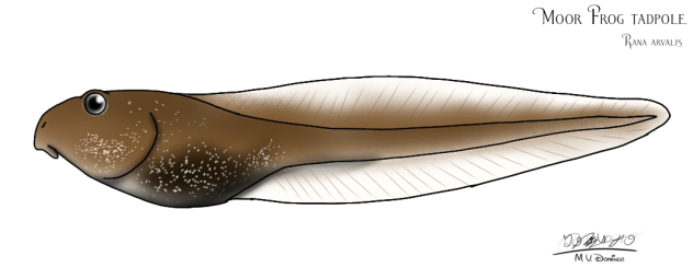 Moor Frog tadpole