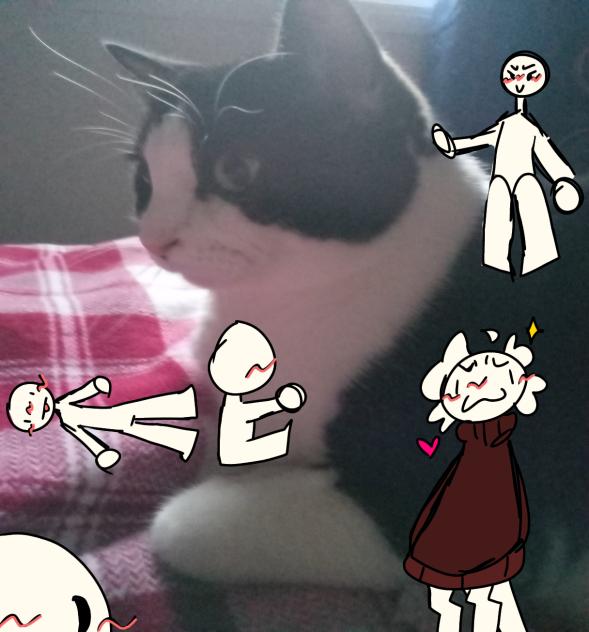 Kitty cat collab